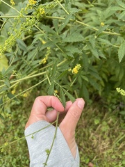 Agrimonia parviflora