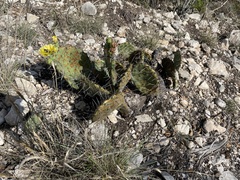 Opuntia