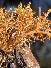 Sphaerophorus venerabilis