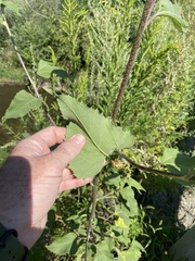 Helianthus annuus