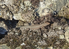 Podarcis guadarramae guadarramae