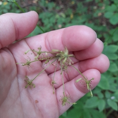 Chaerophyllum aromaticum