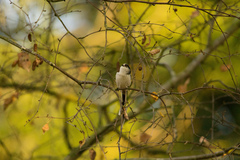 Aegithalos caudatus