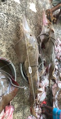 Glaucostegus granulatus