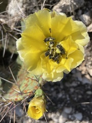 Acmaeodera ornatoides