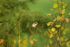 Aegithalos caudatus