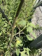 Helianthus annuus