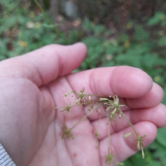 Chaerophyllum aromaticum