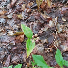 Maianthemum canadense