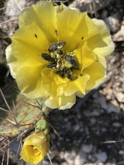Acmaeodera ornatoides
