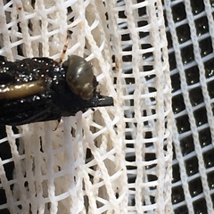 Novisuccinea strigata