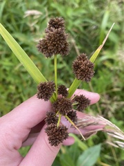 Scirpus atrovirens