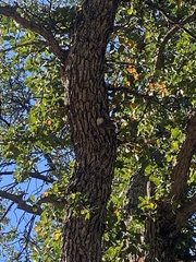 Sitta carolinensis
