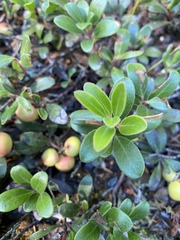 Arctostaphylos uva-ursi