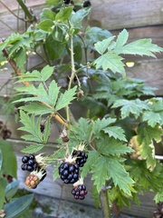 Rubus laciniatus