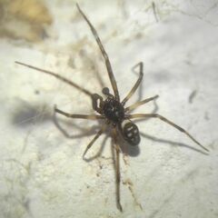 Steatoda albomaculata