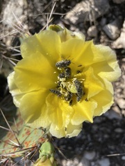 Acmaeodera ornatoides