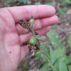 Epipactis helleborine