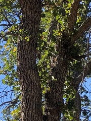 Sitta carolinensis