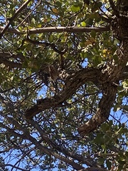 Sitta carolinensis