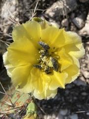 Acmaeodera ornatoides