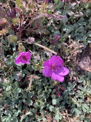 Epilobium obcordatum