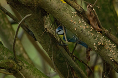 Cyanistes caeruleus