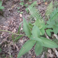 Epipactis helleborine