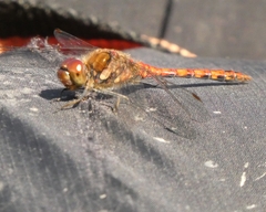 Sympetrum striolatum
