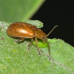 Galerucinae