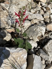 Salvia roemeriana