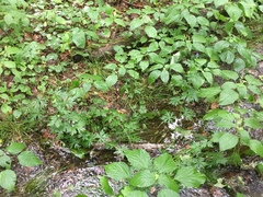 Aconitum noveboracense