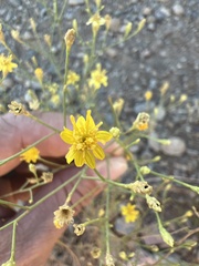 Gutierrezia californica