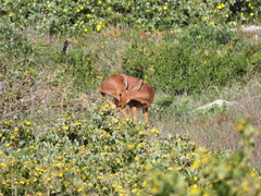 Raphicerus campestris campestris