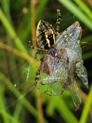 Argiope trifasciata