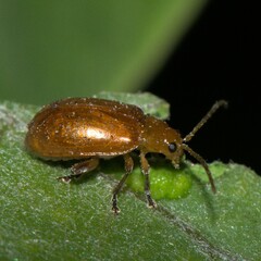Galerucinae