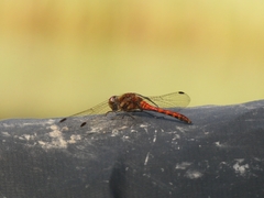 Sympetrum striolatum