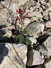 Salvia roemeriana