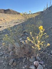 Gutierrezia californica