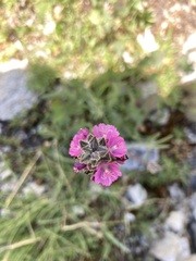 Sidalcea oregana