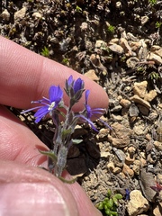 Veronica cusickii