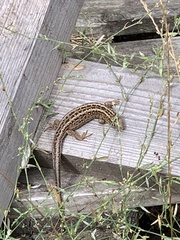 Lacerta agilis