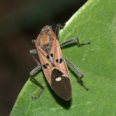 Spilostethus