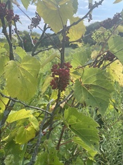 Zanthoxylum americanum