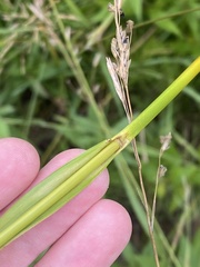 Scirpus atrovirens