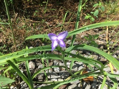 Tradescantia