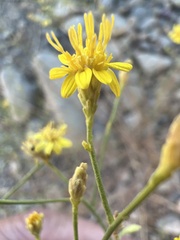 Gutierrezia californica