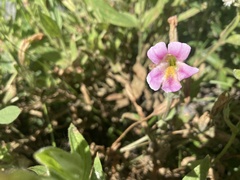 Erythranthe erubescens