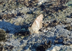 Hipparchia statilinus