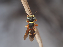 Philanthus ventilabris